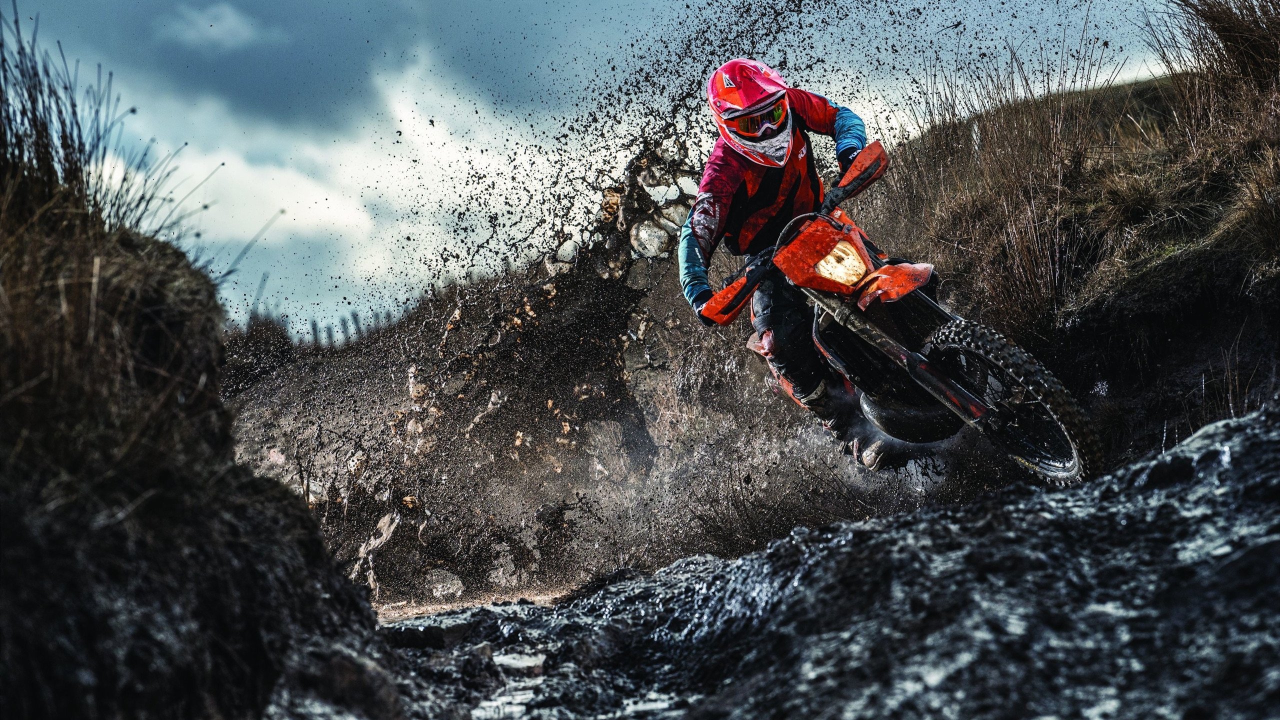 圣赫勒拿进行新一轮篮球青训培训,圣赫勒拿蠼螋